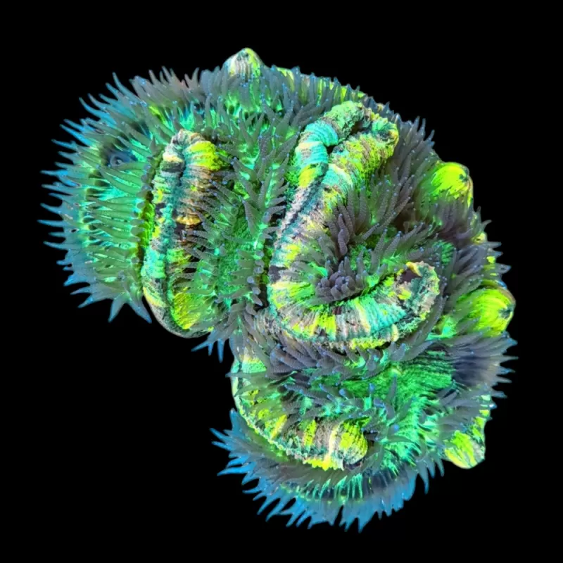 WYSIWYG 563 Trachyphyllia L