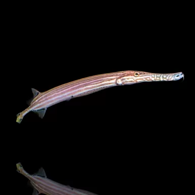 Aulostomus Chinensis