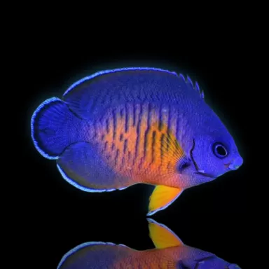 Möchten Sie Centropyge Bispinosa kaufen? | Coralandfishstore.nl