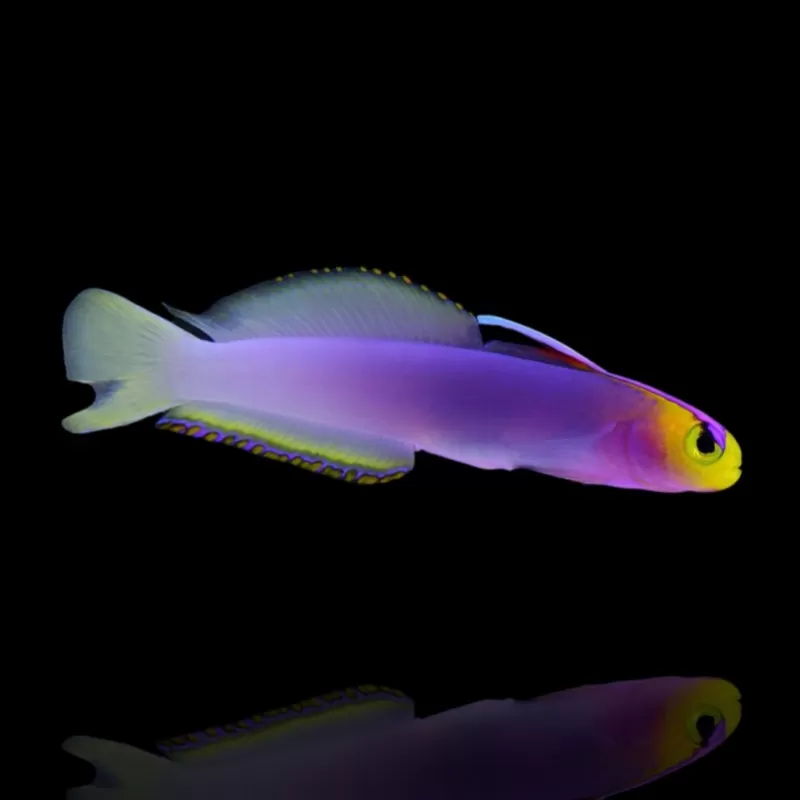 Nemateleotris helfrichi, Helfrichs Pfeilfisch Nemateleotris helfrichi, Helfrichs Pfeilfisch