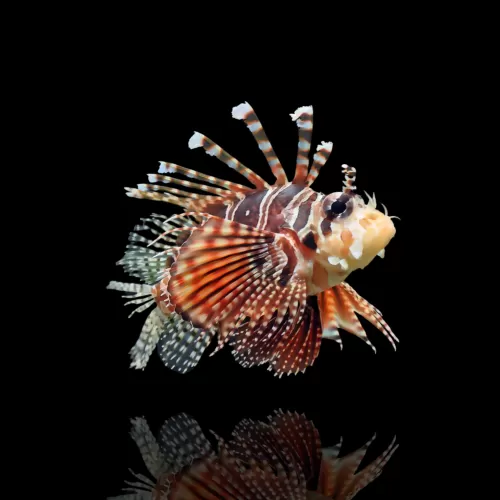 Dendrochirus-Zebra | Coralandfishstore.nl