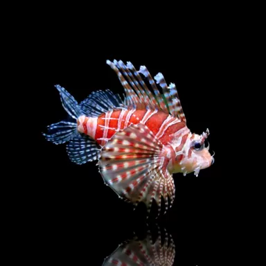 Dendrochirus-Zebra | Coralandfishstore.nl