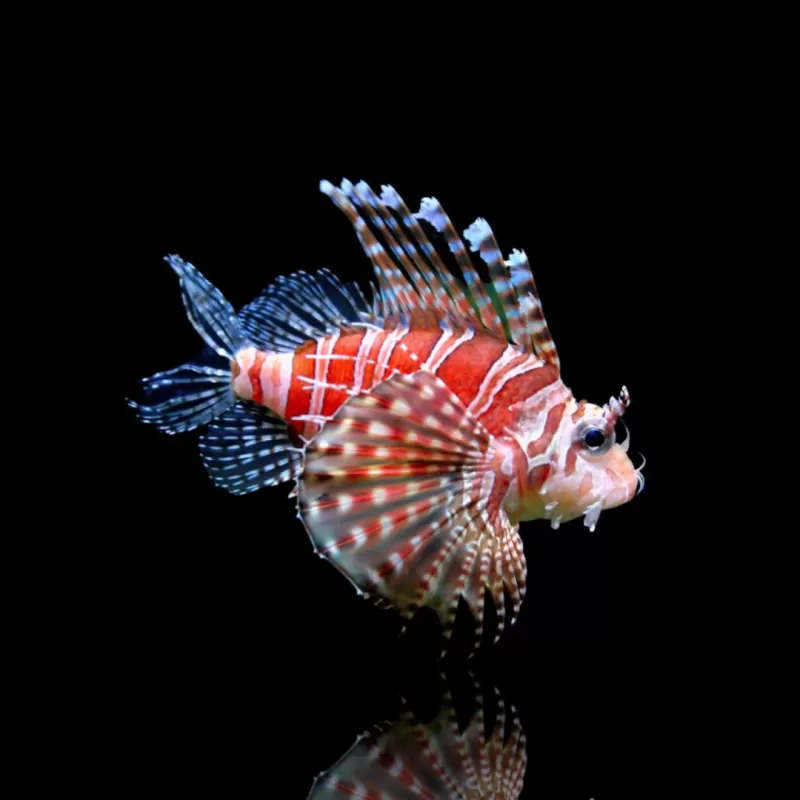 Dendrochirus Zebra | Coralandfishstore.nl Dendrochirus Zebra | Coralandfishstore.nl