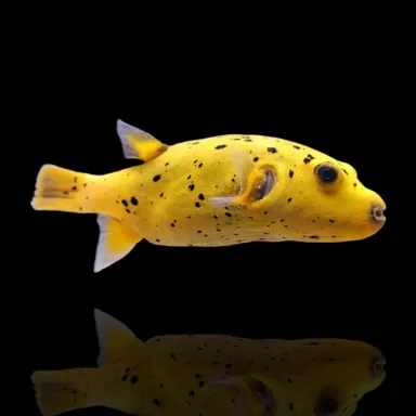 Arothron Citrinellus kaufen?| Coralandfishstore.nl