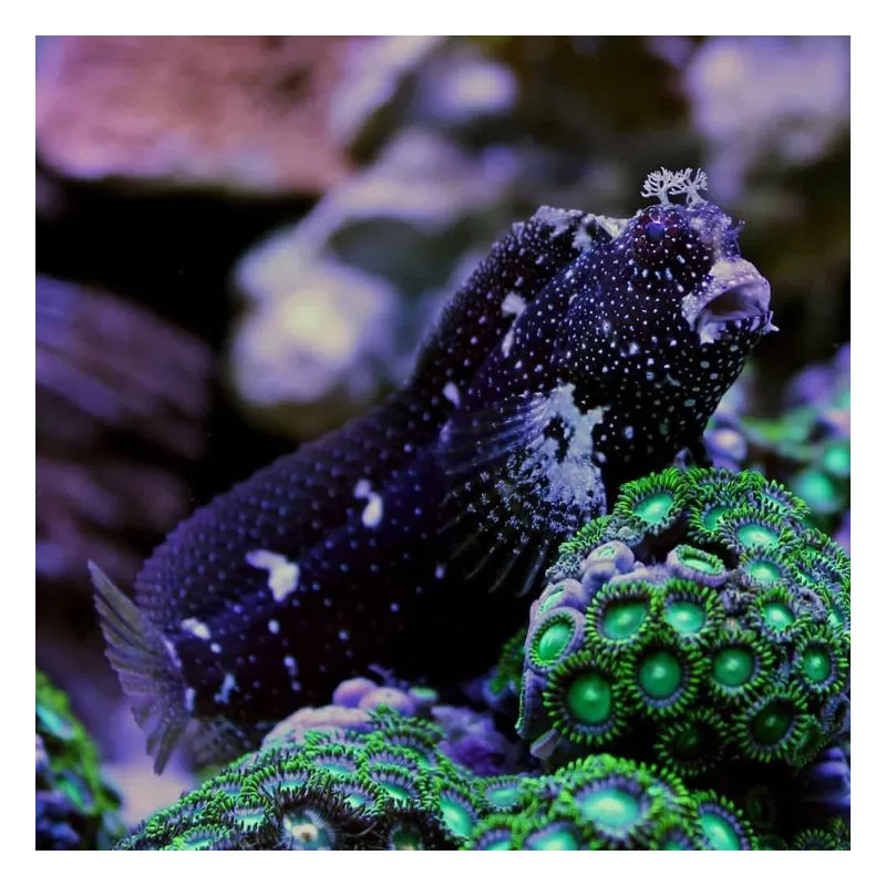 Salarias Ramosus - Henkie vis kopen?| Coralandfishstore.nl Salarias Ramosus - Henkie vis kopen?| Coralandfishstore.nl