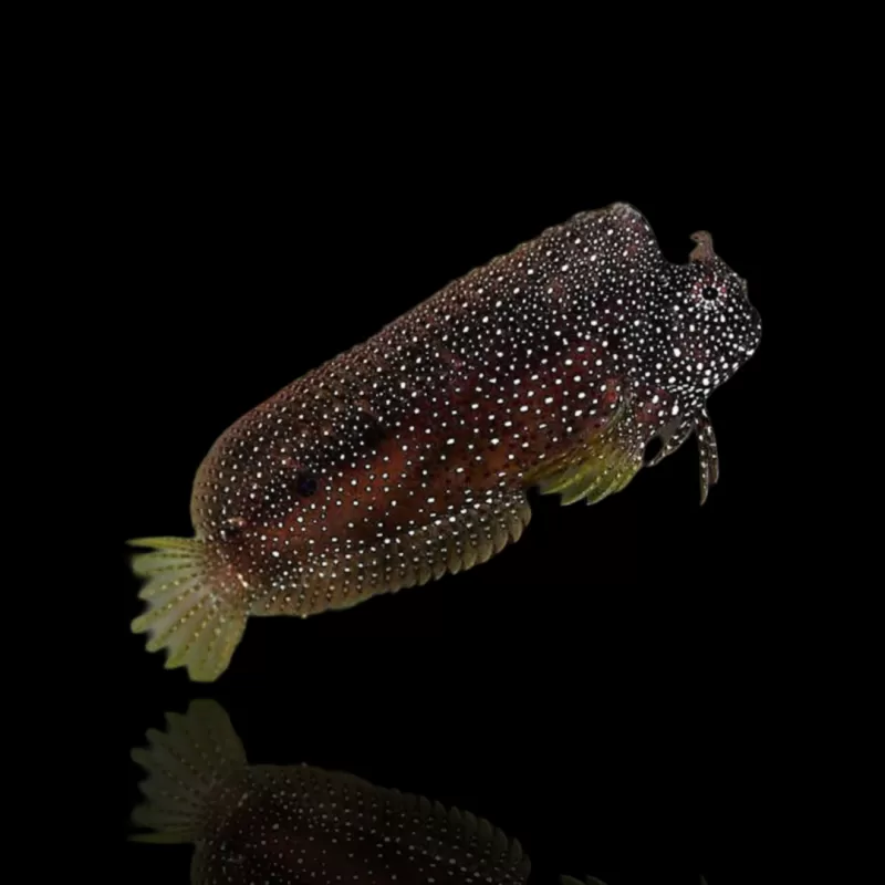 Salarias Ramosus - Henkie vis kopen?| Coralandfishstore.nl Salarias Ramosus - Henkie vis kopen?| Coralandfishstore.nl