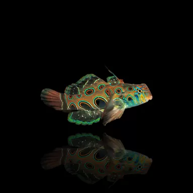 Möchten Sie Synchiropus Picturatus - LSD-Grubenfisch kaufen? | Coralandfishstore.nl