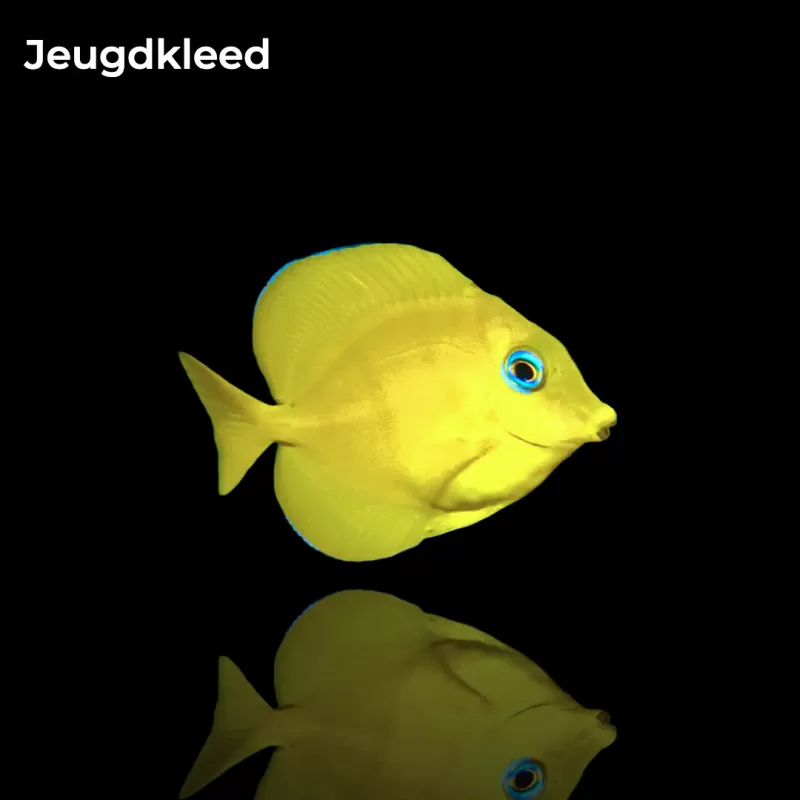 Möchten Sie Acanthurus coeruleus kaufen?| Coralandfishstore.nl Möchten Sie Acanthurus coeruleus kaufen?| Coralandfishstore.nl