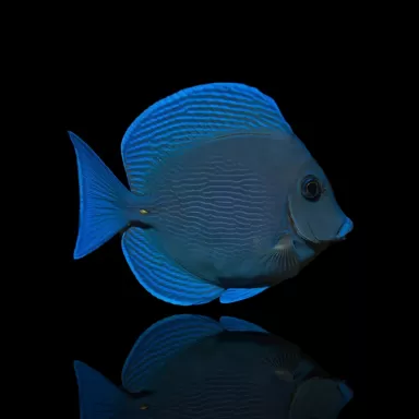 Acanthurus Coeruleus