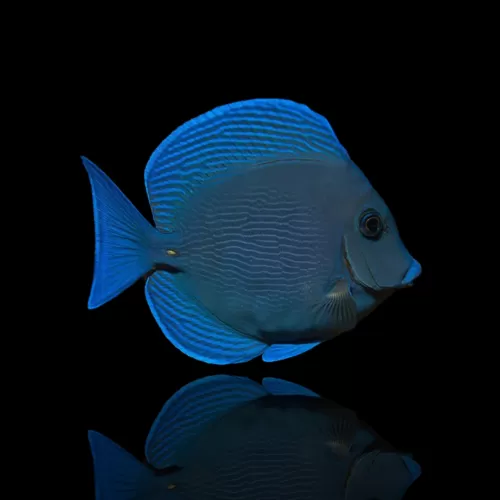 Möchten Sie Acanthurus coeruleus kaufen?| Coralandfishstore.nl