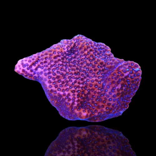 Montipora Tuberculosa