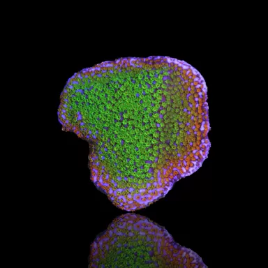 Möchten Sie Montipora Tuberculosa (M) bestellen? l Coralandfishstore.nl