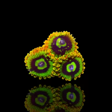 Zoanthus Joda Frag S-size kopen? | Coralandfishstore.nl