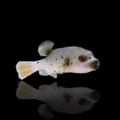 Möchten Sie Arothron Nigropunctatus - Dogface kaufen? l Coralandfishstore.nl