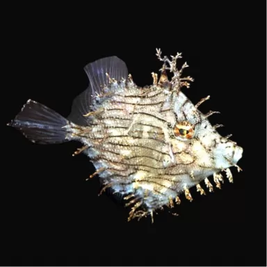 Chaetodermis Pencilligerus