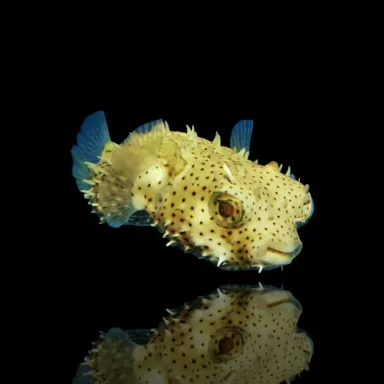 Chilomycterus Antennatus bestellen?| Coralandfishstore.nl