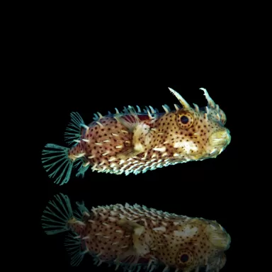 Chilomycterus Antennatus bestellen?| Coralandfishstore.nl