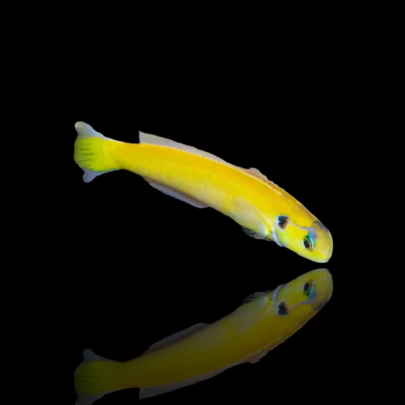 Möchten Sie Hoplolatilus Luteus kaufen? | Coralandfishstore.nl Möchten Sie Hoplolatilus Luteus kaufen? | Coralandfishstore.nl