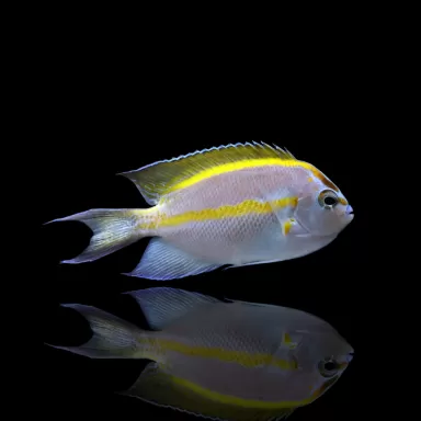 Genicanthus Bellus male kopen? | Coralandfishstore.nl