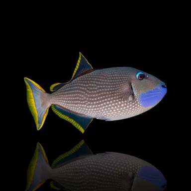 Möchten Sie Xanthichthys auromarginatus kaufen? | Coralandfishstore.nl