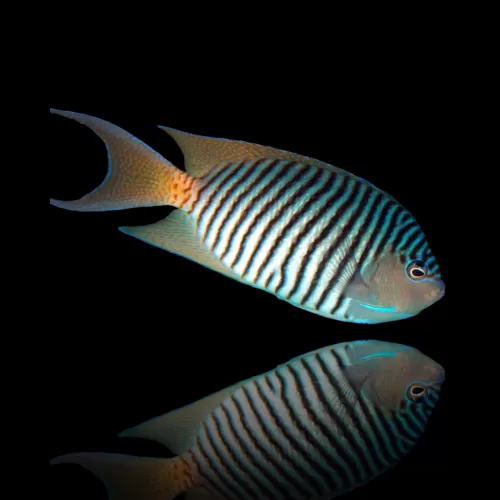 Genicanthus Melanospilos kaufen?| Coralandfishstore.nl