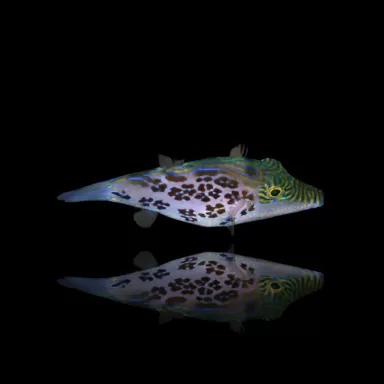 Canthigaster Leoparda bestellen ? l Coralandfishstore.nl