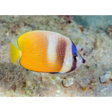 Chaetodon kleinii - kleinii's koraalvlinder | Coralandfishstore.nl