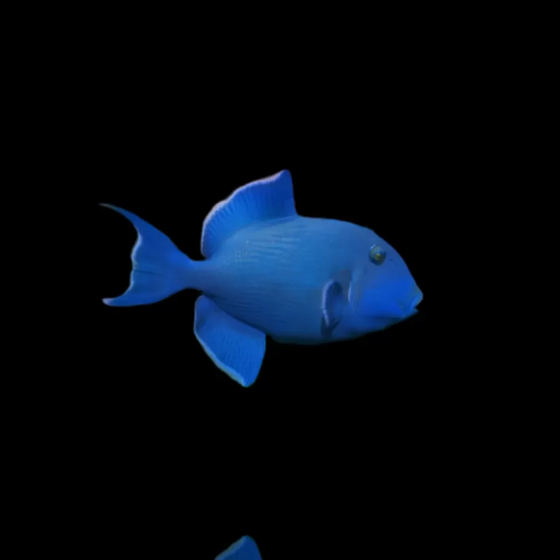 Pseudobalistes Fuscus (M)