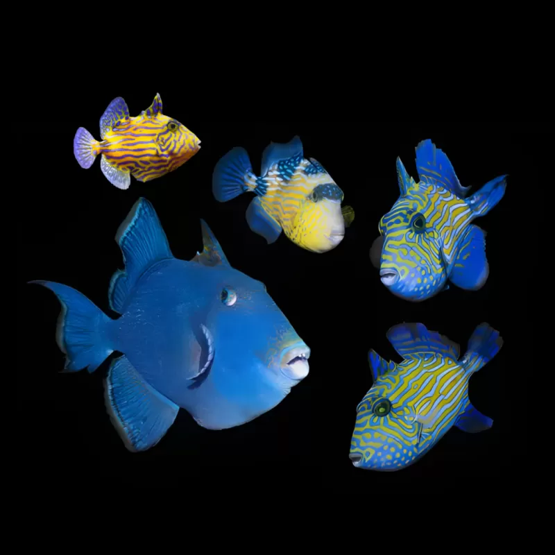 Pseudobalistes Fuscus (M)