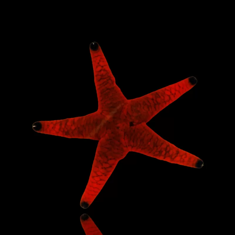 Fromia Indica oder bei uns bekannt als Indischer Seestern Fromia Indica oder bei uns bekannt als Indischer Seestern