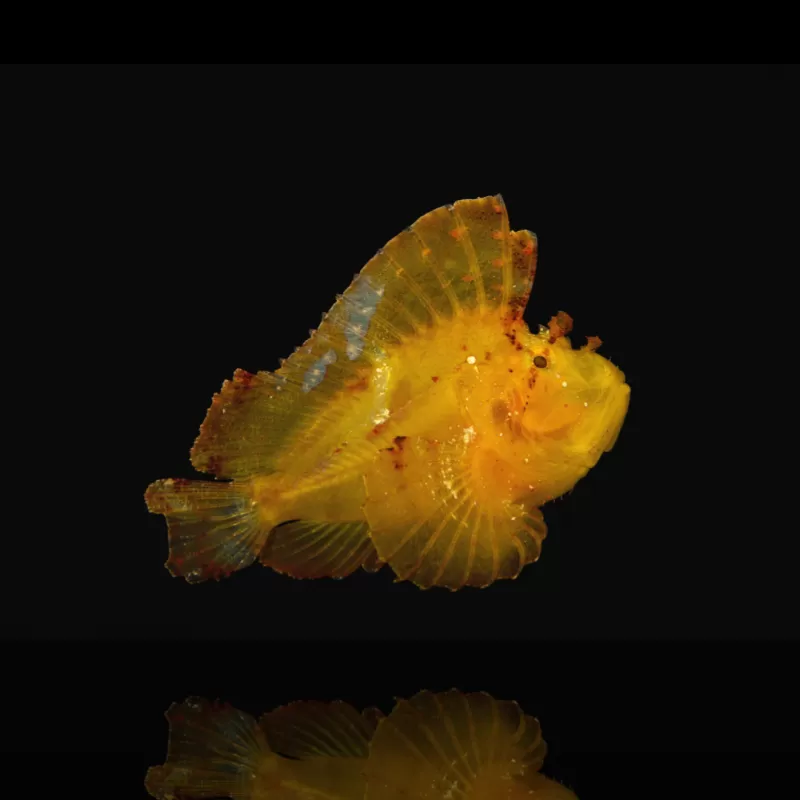 Taenianotus Triacanthus Gelb | Coralandfishstore.nl