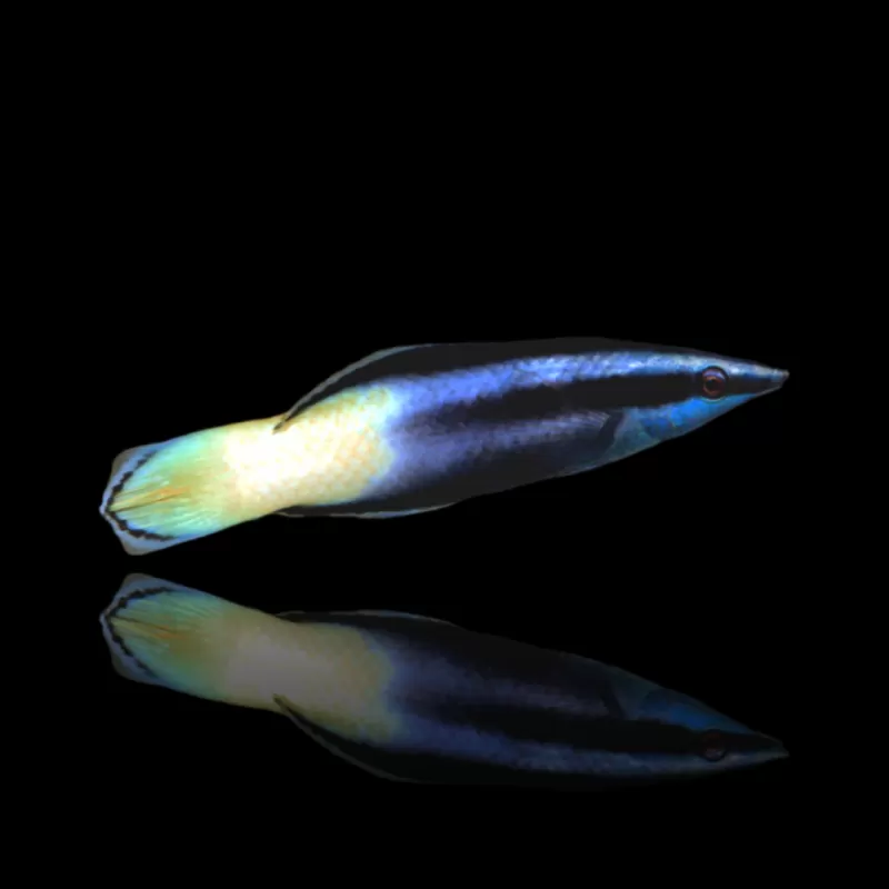 Labroides Bicolor kopen? | Coralandfishstore.nl Labroides Bicolor kopen? | Coralandfishstore.nl