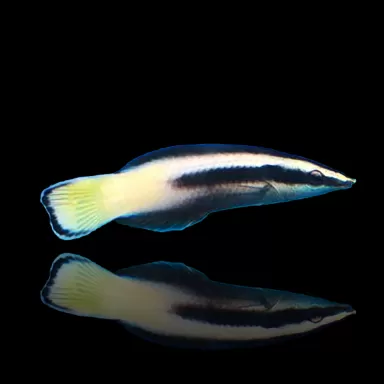 Möchten Sie Labroides Bicolor kaufen? | Coralandfishstore.nl