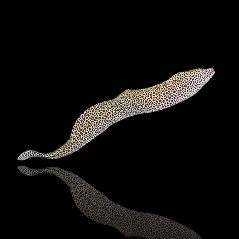 Möchten Sie Gymnothorax Favagineus kaufen? | Coralandfishstore.nl Möchten Sie Gymnothorax Favagineus kaufen? | Coralandfishstore.nl