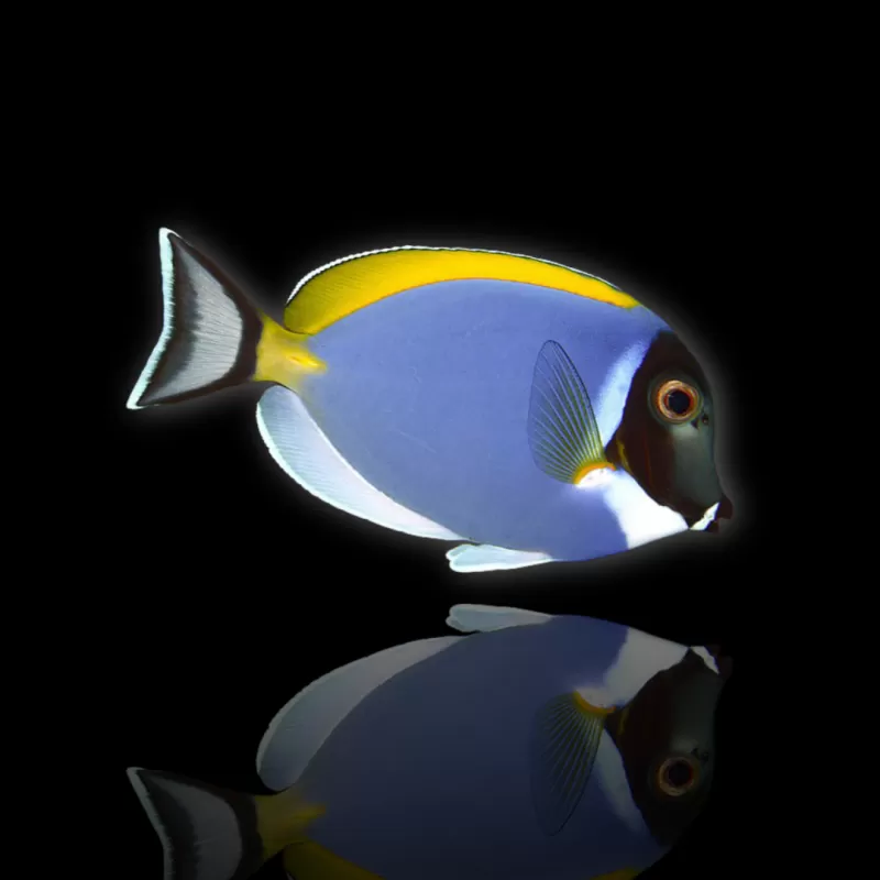 Acanthurus Leucosternon | Coralandfishstore.nl