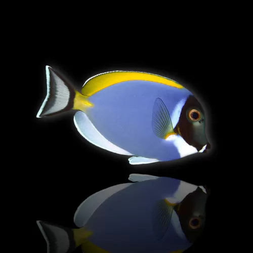 Acanthurus Leucosternon | Coralandfishstore.nl