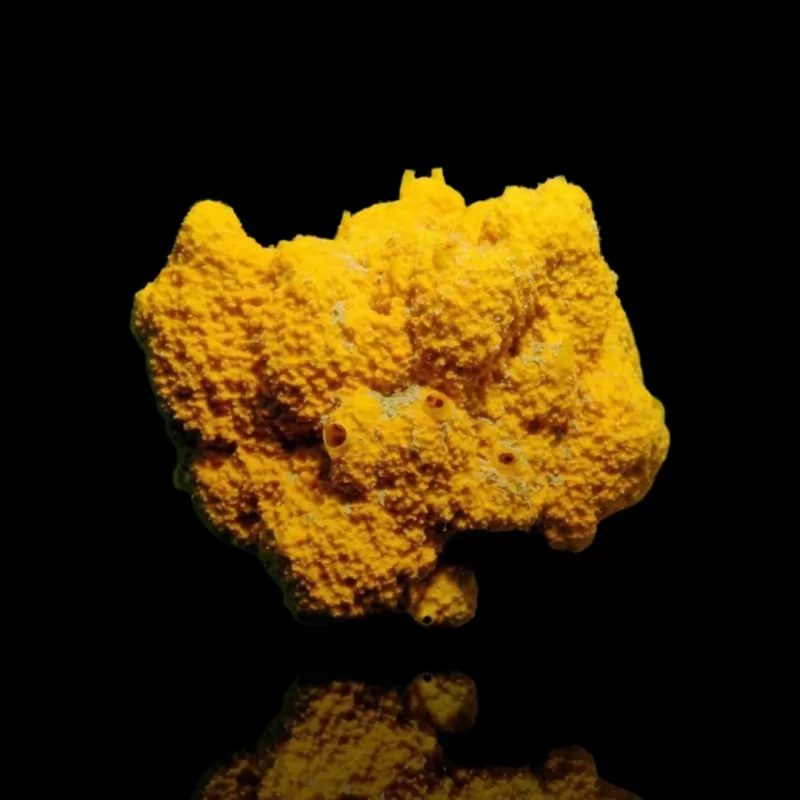 Stylotella Aurantium - Orange Sponge Kenia