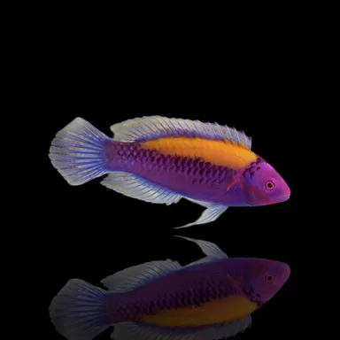 Cirrhilabrus Aurantidorsalis kopen? | Coralandfishstore.nl