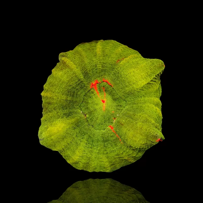 Scolimia assorted Australie kopen | Coralandfishstore.nl Scolimia assorted Australie kopen | Coralandfishstore.nl
