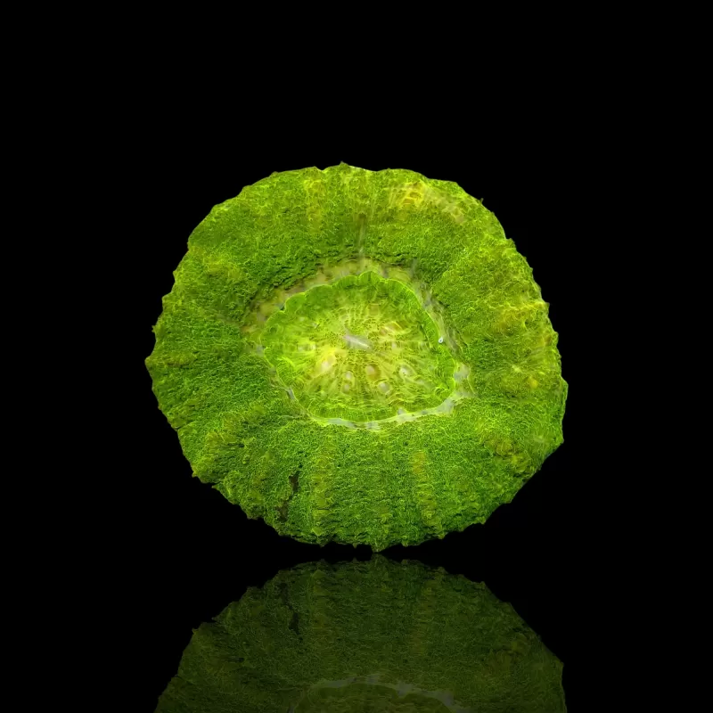Scolimia assorted Australie kopen | Coralandfishstore.nl Scolimia assorted Australie kopen | Coralandfishstore.nl