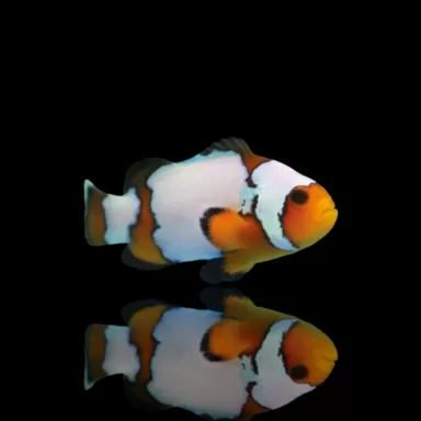 Amphiprion Ocellaris Snowflake