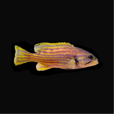 Cephalopholis Polleni kaufen?| Coralandfishstore.nl