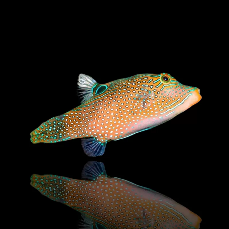 Möchten Sie Canthigaster Solandri kaufen?| Coralandfishstore.nl Möchten Sie Canthigaster Solandri kaufen?| Coralandfishstore.nl