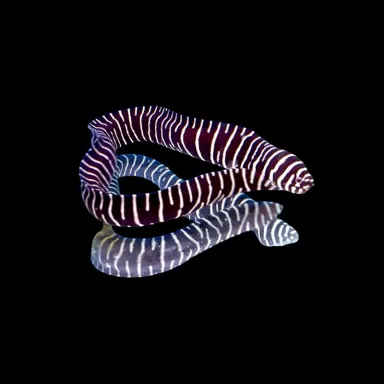 Gymnomuraena  Zebra