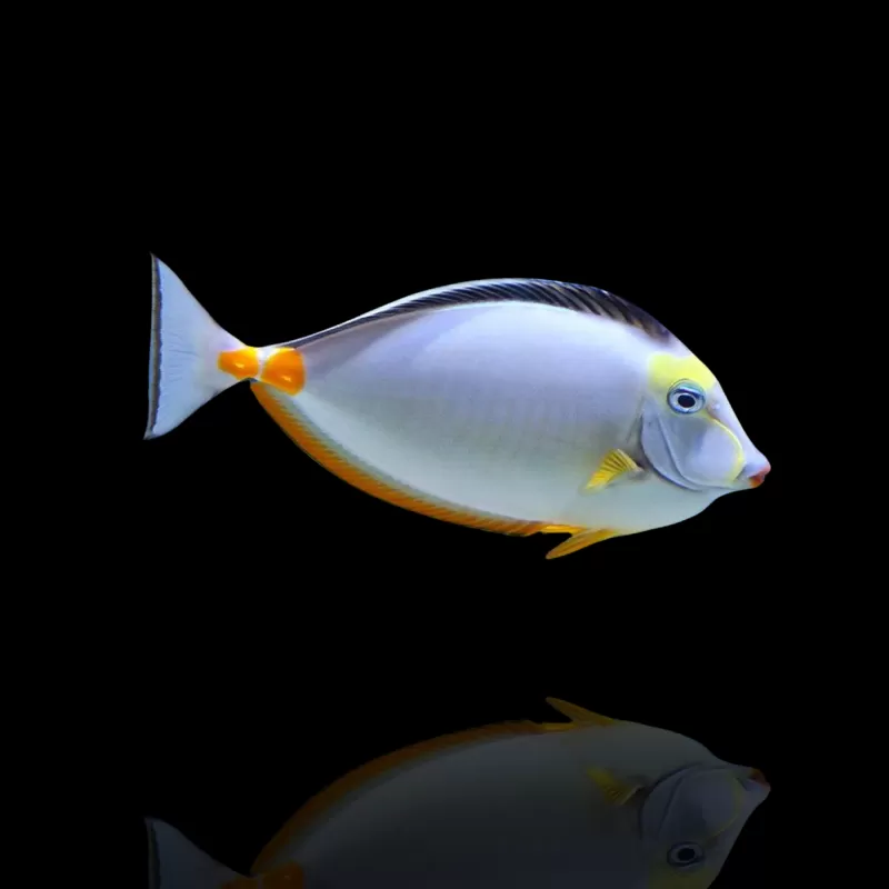 Naso lituratus - Koekop kopen? | Coralandfishstore.nl Naso lituratus - Koekop kopen? | Coralandfishstore.nl