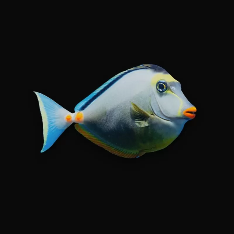 Naso lituratus - Koekop kopen? | Coralandfishstore.nl Naso lituratus - Koekop kopen? | Coralandfishstore.nl