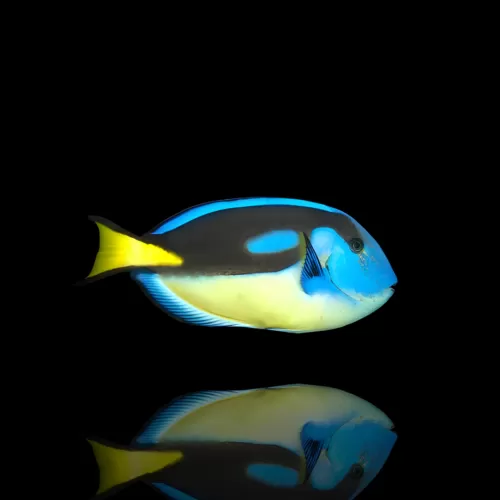 Paracanthurus Hepatus (M) Yellow Belly