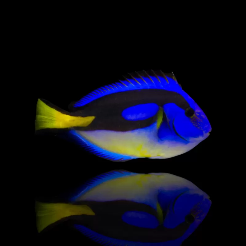 Paracanthurus Hepatus (M) Yellowbelly bestellen? l Coralandfishstore.nl Paracanthurus Hepatus (M) Yellowbelly bestellen? l Coralandfishstore.nl