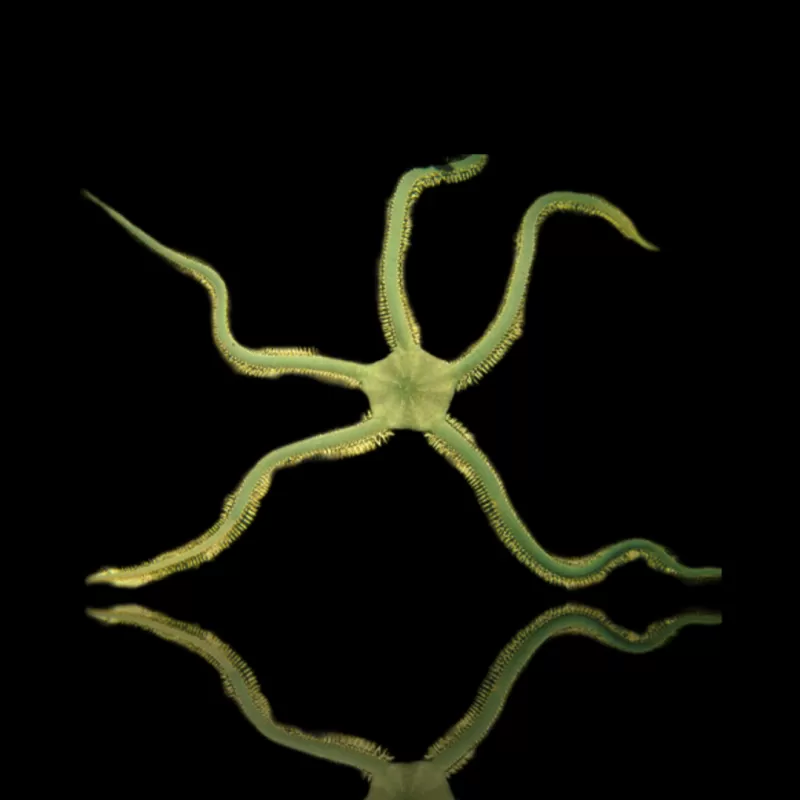 Möchten Sie Ophiarachna Incrassata - Grüner Schwefel kaufen? Möchten Sie Ophiarachna Incrassata - Grüner Schwefel kaufen?