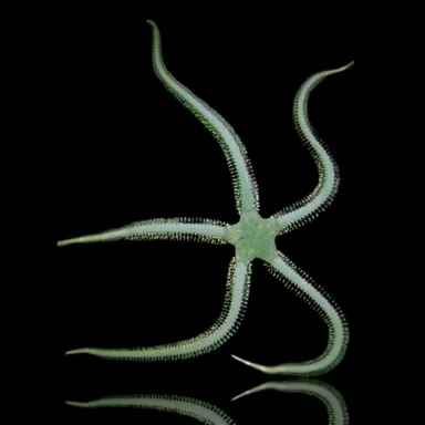 Ophiarachna Ingrassata